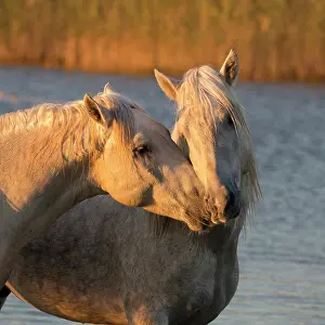 Horses Prints: Europe, France, Provence-Alpes-Cote d'Azur