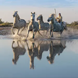 Horses Prints: Europe, France, Provence-Alpes-Cote d'Azur
