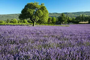 Images Dated 15th September 2016: Europe, France, Provence, blooming lavender field