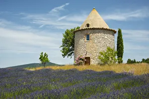 Images Dated 15th September 2016: Europe, France, Provence, lavender field
