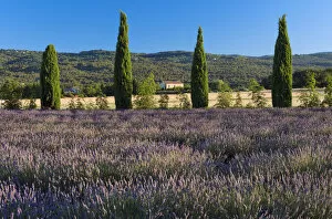 Images Dated 15th September 2016: Europe, France, Provence, lavender field near Roussillion