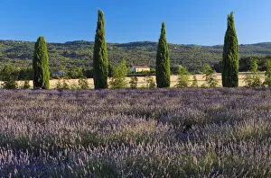 Europe, France, Provence, lavender field near Roussillion