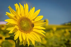 Sun Flower Gallery: europe, Germany, Saxony. Sunflower