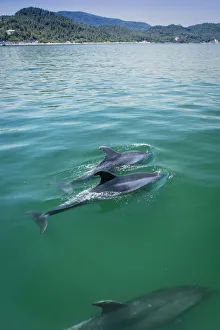 Dolphin Prints: Europe, Iberia, Portugal, The Alentejo, Troia, bottlenose dolphins (Tursiops truncatus)