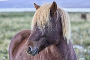 Horses Gallery: Europe, Iceland, Region Vesturland. Wild horse