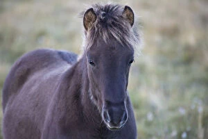 Horses Gallery: Europe, Iceland, Region Vesturland. Wild horses