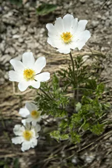 europe, Italy, the Abruzzi. An Alpine anemone in the National Park of the Gran Sasso