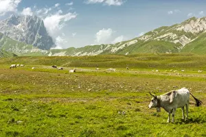 Plants Prints: europe, Italy, the Abruzzi. A meadow with a cow herd in the National Park of Gran Sasso