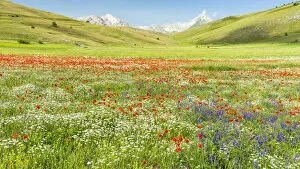 Images Dated 11th August 2021: europe, Italy, the Abruzzi. A meadow with wildflowers in the National Park of Gran Sasso