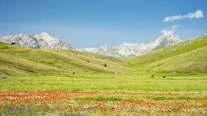 Poppies Prints: europe, Italy, the Abruzzi. A meadow with wildflowers in the National Park of Gran Sasso