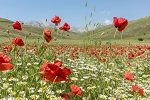 europe, Italy, the Abruzzi. A meadow with wildflowers in the National Park of Gran Sasso