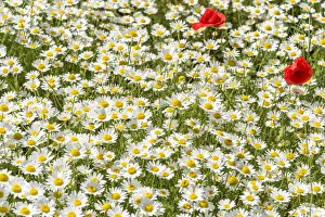 europe, Italy, the Abruzzi. A meadow with wildflowers in the National Park of Gran Sasso