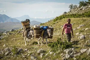 Images Dated 11th August 2021: europe, Italy, the Abruzzi. Walking with donkeys in the National park of the Abruzzi