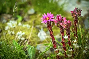 Aosta Prints: Europe, Italy, Aosta Valley. A flowering meadow high in the mountains with Sempervivum montanum