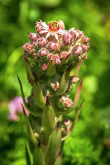 Aosta Prints: Europe, Italy, Aosta Valley. A flowering meadow high in the mountains with Sempervivum montanum