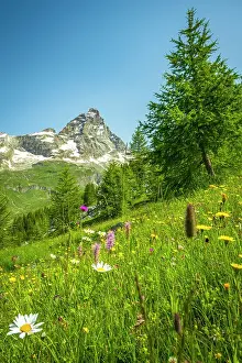 Aosta Prints: Europe, Italy, Aosta Valley. The iconic Matterhorn seen from a hiking path near to Breuil-Cervinia