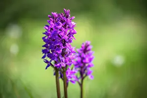 Aosta Prints: europe, Italy, Aosta Valley. An orchid on a Mountain meadow
