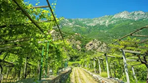 Aosta Prints: Europe, Italy, Aosta Valley. Vineyard with the typical pergolas on foot of the mountains