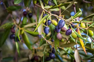 europe, Italy, Apulia. A branch full of nearly ripe olives near to Ostuni
