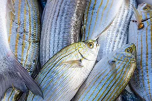 Seller Gallery: europe, Italy, Apulia. fresh fish in the harbor of Trani