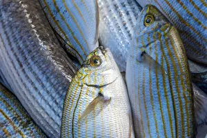 Images Dated 1st December 2020: europe, Italy, Apulia. fresh fish in the harbor of Trani