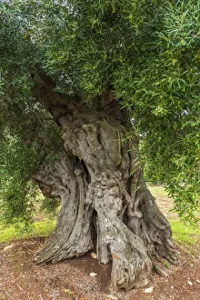 europe, Italy, Apulia. One of the old olive trees near to Ostuni