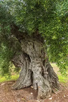Ostuni Prints: europe, Italy, Apulia. One of the old olive trees near to Ostuni