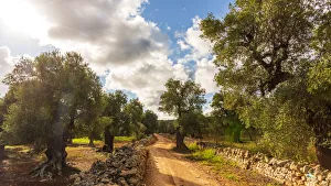 Images Dated 1st December 2020: europe, Italy, Apulia. in the olive grove near to Ostuni