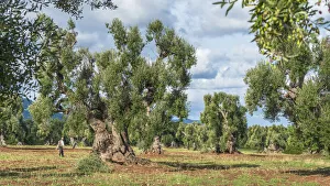 Ostuni Prints: europe, Italy, Apulia. in the olive groves near to Ostuni