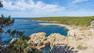 Pine Forest Prints: europe, Italy, Apulia. Porto Selvaggio natural park
