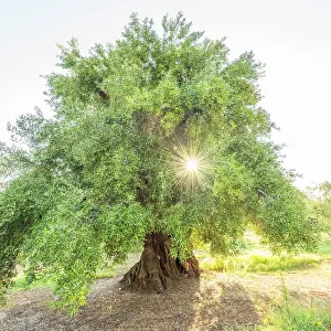 Olive Grove Prints: Europe, Italy, Apulia. One of the thousand years old olive trees in the olive groves near to Ostuni at sunrise