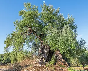 Olive Grove Prints: Europe, Italy, Apulia. One of the thousand years old olive trees in the olive groves near to Ostuni at sunrise