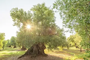 Olive Grove Prints: Europe, Italy, Apulia. One of the thousand years old olive trees in the olive groves near to Ostuni at sunrise