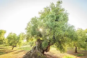 Olive Grove Prints: Europe, Italy, Apulia. One of the thousand years old olive trees in the olive groves near to Ostuni at sunrise