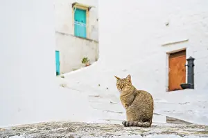 Ostuni Prints: Europe, Italy, Apulia. The white town of Ostuni