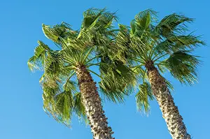 Ligurian Prints: Europe, Italy, Bordighera. Palm trees in the afternoon sun on the beach promenade of Bordighera