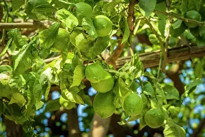 Lemon Prints: Europe, Italy, Campania. In the hinterland of the Amalfi coast on the footpath