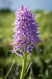 Images Dated 28th May 2019: Europe, Italy, Campania. The naked man orchid seen on the Coast of Sorrento