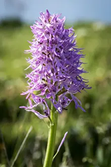 Sorrento Prints: Europe, Italy, Campania. The naked man orchid seen on the Coast of Sorrento