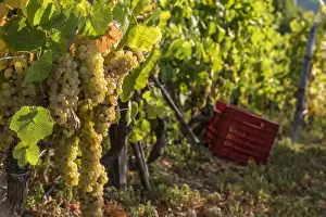 Winemaker Prints: Europe, Italy, Cinque Terre. Grape harvest in Riomaggiore