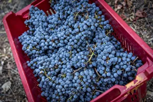 Images Dated 9th November 2016: Europe, Italy, Cinque Terre. Harvested red grapes