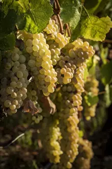 europe, Italy, Cinque Terre. Ripe grapes in Riomaggiore