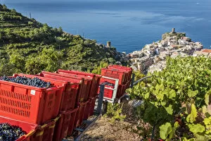 Images Dated 9th November 2016: Europe, Italy, Cinque Terre. View of Vernazza at grape harvesting time