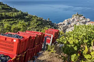 Europe, Italy, Cinque Terre. View of Vernazza at grape harvesting time