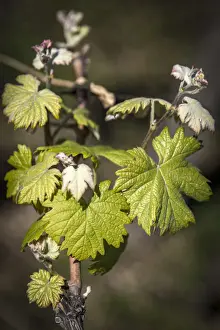 Cinque Terre Prints: Europe, Italy, Cinque Terre. A young grape vine in springtime