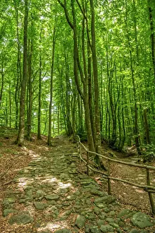 Emilia Romagna Prints: europe, Italy, Emilia-Romagna, the ancient roman road Via Flaminia that meets the Via degli Dei in the forests