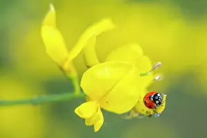 Broom Prints: europe, Italy, Emilia-Romagna, A lady bug on a flower of Spanish broom