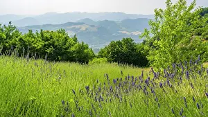 Hiking Path Prints: europe, Italy, Emilia-Romagna, A lavender field near the Via degli Dei in the Apennine Mountains