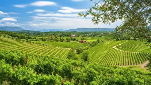 Wine Growing Area Prints: Europe, Italy, Friuli. The Collio area near Cormons and in the vineyards of Russiz