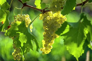 Grape Prints: europe, Italy, Friuli Venezia Giulia. a ripe grape in the Collio area